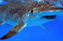 sharkandbite:    Great hammerhead, Sphyrna mokarran — Bimini,