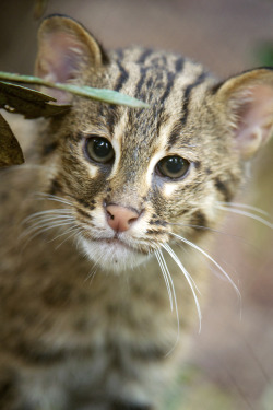 Fishing Cat Kittens Explore Their Yard at the Smithsonian’s