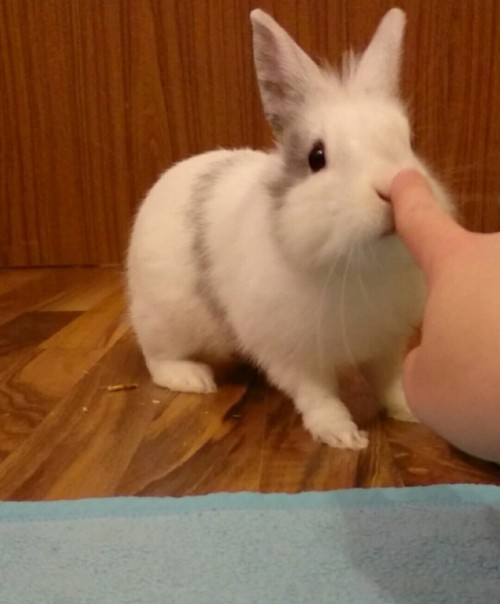 little-bun-world:Little boop. 