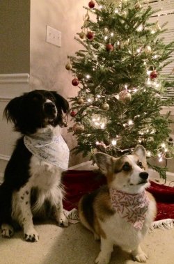 cute-overload:  Merry Christmas from my two festive puppas!http://cute-overload.tumblr.com