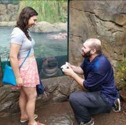 awwww-cute:  Baby hippo photobombing this couple’s engagement