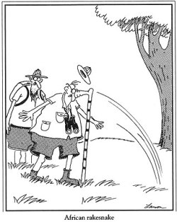 The Far Side