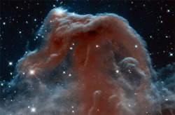 discoverynews:  Hubble at 23: Horsehead Nebula in a New Light