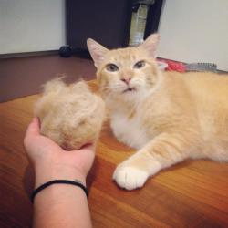 chubbycattumbling: catsbeaversandducks:  Brace Yourself: Shedding