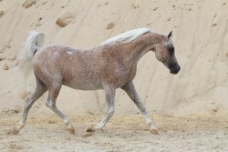 fearingfun:  mrfatcakes:  THIS HORSE LOOKS LIKE A SUGAR DOUGHNUT 