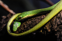 animalkingd0m:  Snakes by Peter Hausner Hansen