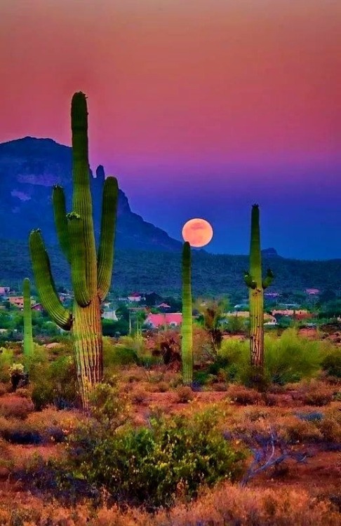 legendary-scholar:  A picture perfect evening in the desert southwest