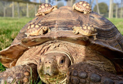allcreatures:   Three-week-old baby sulcatta tortoises, which