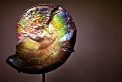 butterbricolage:  Iridescent ancient ammonite fossil on display