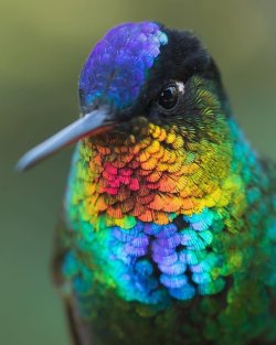 different-landscapes:  Fierty-throated hummingbird, Costa Rica