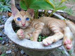 awwww-cute:  Blue-eyed ginger kitten resting in a flower pot