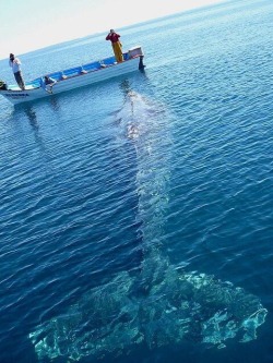 flawesome-soul:  Amazing whale shots. 🐋🐋🐋 