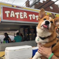 awwww-cute:Tater tot always knew he’d see his name in lights