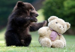 wonderous-world:  This adorable brown bear cub photographed by In