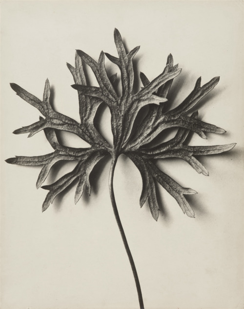 joeinct:  Aconitum anthora (Eisenhut), Photo by Karl Blossfeldt,