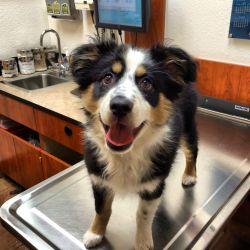 awwww-cute:  This little girl is excited she finished her vaccinations