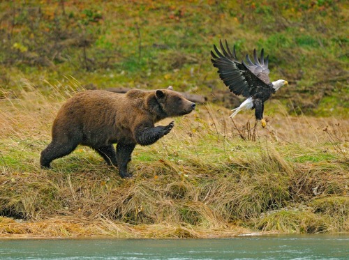 Keep chasing your dreams … (grizzly bear and bald eagle)