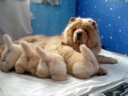 awwww-cute:  A Chow Chow mother and her four puppy butts