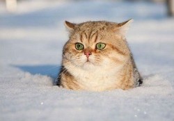 cute-overload:  Cute Cat in the Snow. Aww!http://cute-overload.tumblr.com