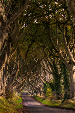 etherealvistas:  The Dark Hedges (Northern Ireland) by Maximilian