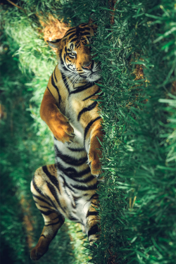 plasmatics-life:  A Tired Tiger ~ By Stephen Moehle 