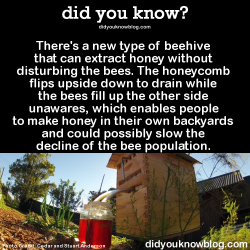 did-you-kno:  There’s a new type of beehive that can extract