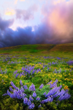 myprettyuniverse:  The Dalles Springtime Columbia Gorge by kevin
