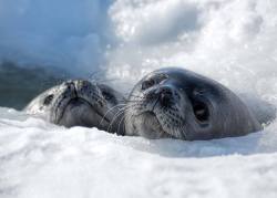 earthstory:   The Weddell Seal  Weddell Seals are true seals,