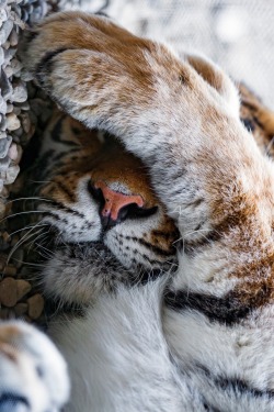 ilaurens:  Oh no, is it Monday? - By: (Tambako The Jaguar)
