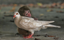 animal-factbook:  It is a little known fact that monkeys and