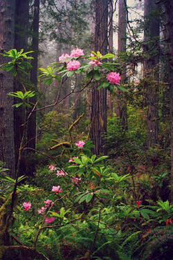 expressions-of-nature:  Redwood National Park by Tucapel 