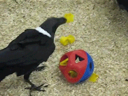 sizvideos:  African raven works a puzzle (Video) 