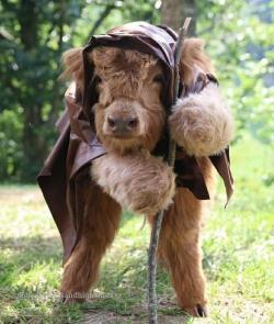 awwcutepets:  Highland Cow Ewok Cosplay