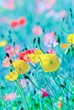 coiour-my-world: Images of spring