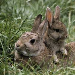 llbwwb:  For the bunny lovers :) by Gesa Throm