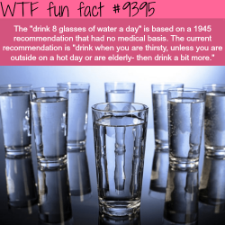 wtf-fun-factss:The Myth of Drinking 8 Glasses of Water - WTF