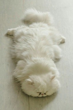 cutencats:  Cute and soft, real cat Source: http://ift.tt/2puVQFu