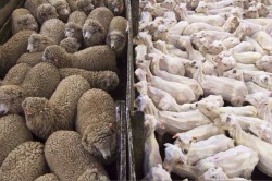 whoweargoldintheirhair:  mememiya-anthy: #freshly peeled sheeps