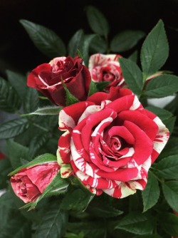los-plantalones:blood & bone I had a miniature rose like