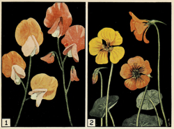 nemfrog:  Sweat peas and nasturtiums. Science Stories. Book