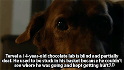 huffingtonpost:  Seeing Eye Cat Adopts Blind Dog As Best Friend,