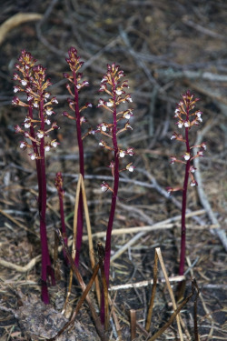 orquidofilia:Corallorhiza maculata, in situ, Plumas County, CA,