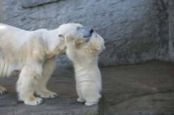 animal-factbook:Polar bears shows affects to their mothers very