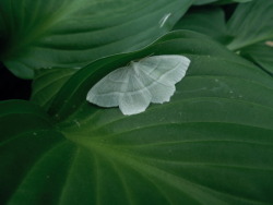 soft-petal:  lil moth 