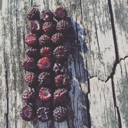 redmoonherbs:  The first wild berries of summer are officially