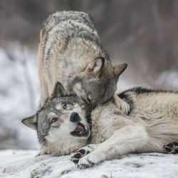 wolfscience:  Maikan and Etu, almost two years now.Pics by Rooobert