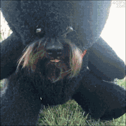 khal-druggo:  heyfunniest:  what  dog in bear