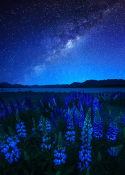 coiour-my-world:Midnight Blue ~ by Bhuminan Piyathasanan