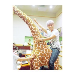 sup3rjuniorr:  If I buy the giraffe, does Ryeowook come with