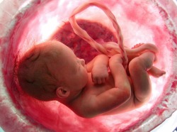 futurismnews: Scientists Just Completed the First Uterus Transplant